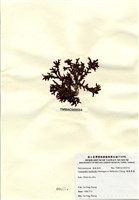 藏品(硬盾果藻)的圖片